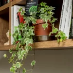 bibliothèque meuble télé